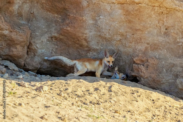 Fototapeta Arabian red fox pup or Fennec fox or desert fox, cute little fox and tiny fox close up and isolated. Arabian Red fox , desert fox isolated and playing together