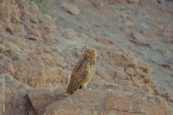 Fototapeta Portrait shot of Pharaoh Eagle Owl - (Bubo ascalaphus) is a species of owl - Close up photo of a desert eagle owl sitting in desert rock and looking curious with big eyes