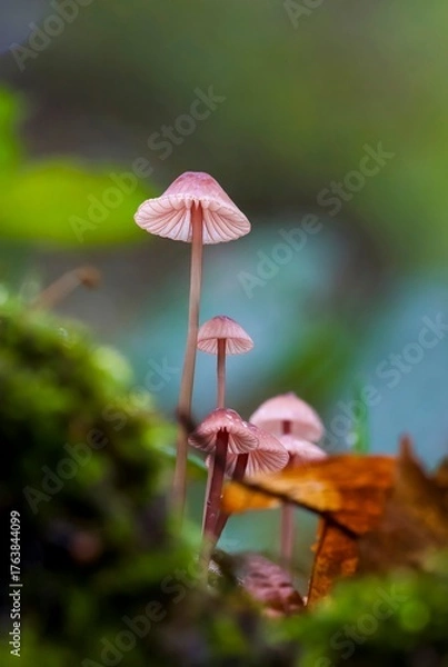 Obraz fly agaric mushroom
