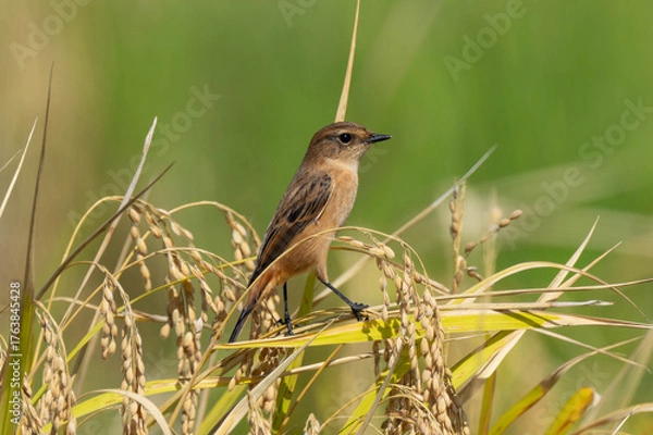 Obraz 米を食べていないノビタキ