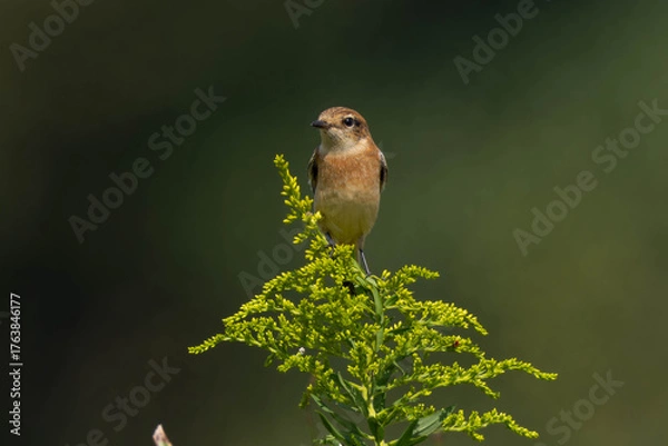 Obraz 草の上まで登ったノビタキ