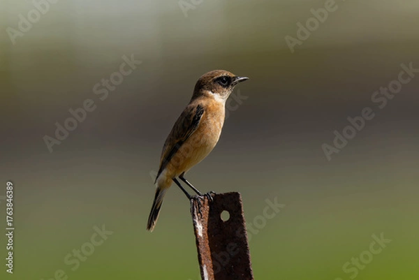 Obraz 錆びた鉄骨を縄張りにしているノビタキ