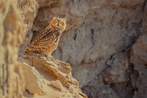 Fototapeta Portrait shot of Pharaoh Eagle Owl - (Bubo ascalaphus) is a species of owl - Close up photo of a desert eagle owl sitting in desert rock and eargerly loooking with big orange eyes.