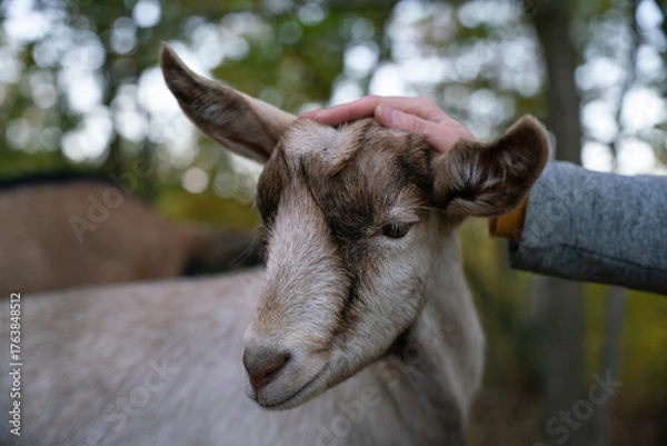 Obraz Close-Up of a Goat Being Petted in Nature