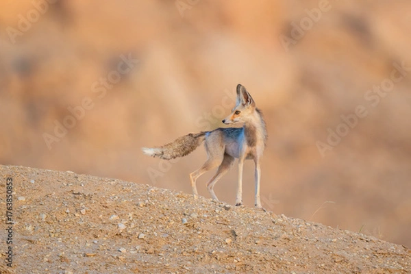 Fototapeta Arabian red fox called as desert fox, cute little wild animal and tiny in size, Arabian Red fox  portrait close up and isolated.
