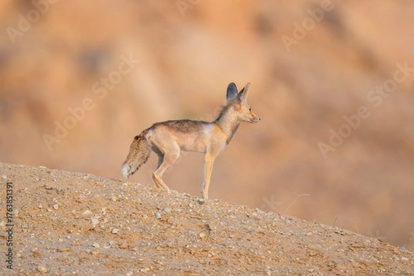 Fototapeta Arabian red fox called as desert fox, cute little wild animal and tiny in size, Arabian Red fox  portrait close up and isolated.
