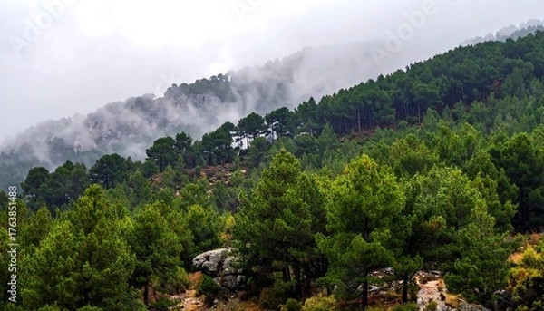 Fototapeta Dense green forest climbs hills; fog blankets peaks. Cloudy, serene vista
