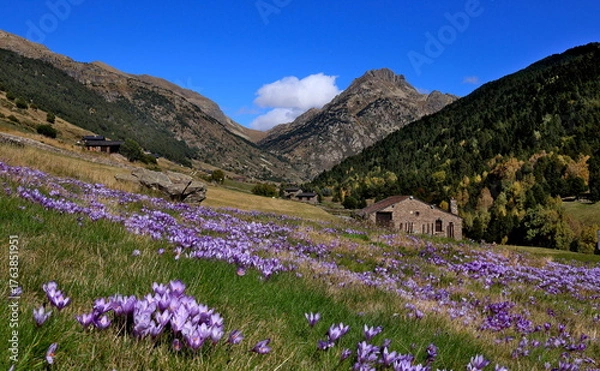 Obraz alpine meadow with flowers