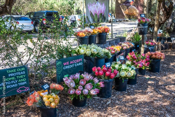 Fototapeta Market stall with Protea flowers in different colors in buckets on a market in  South Africa