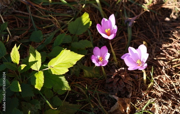 Obraz spring crocus flowers