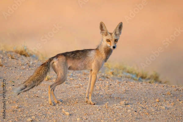 Fototapeta Arabian red fox called as desert fox, cute little wild animal and tiny in size, Arabian Red fox  portrait close up and isolated.