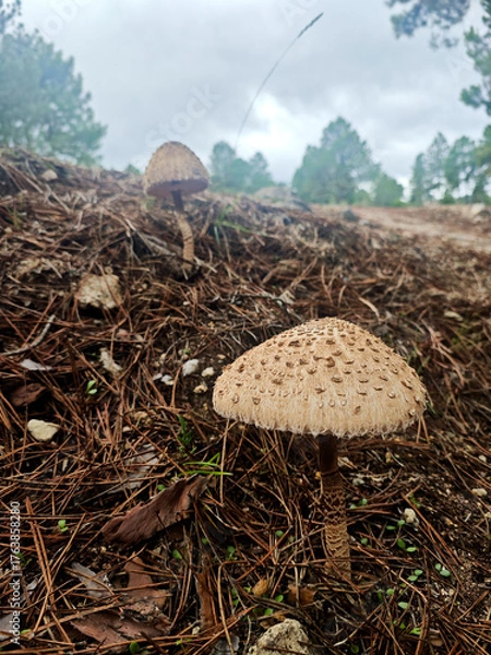 Obraz Specimen of Macrolepiota procera or parasol mushroom, top view, natural habitat, autumn season.