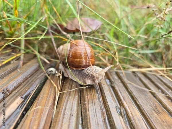 Obraz snail on a tree
