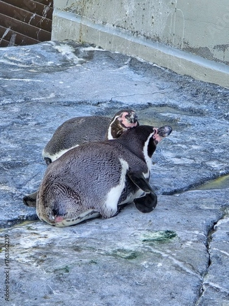 Obraz penguin on the beach