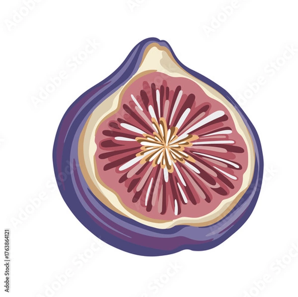 Fototapeta Half a fig, bright hand-drawn