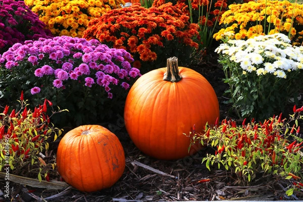 Fototapeta Colors of autumn background. Bright colors fall season outdoor decoration with chrysanthemums,  pumpkins and red chili pepper on a ground as a part of traditional american autumn holidays culture.
