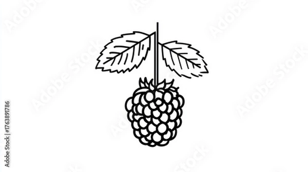 Fototapeta Simple raspberry illustration