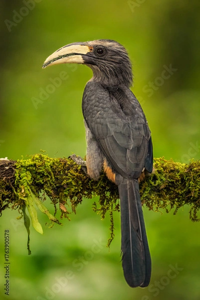 Fototapeta Most Beautiful Malabar Grey Hornbill with blurred background and looking straight at the camera. Clear portrait shot of Malabar Gray Hornbill on a tree perch.