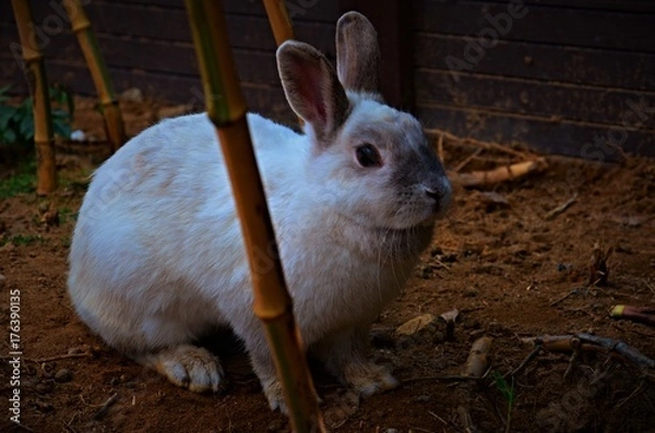 Obraz 白いうさぎ