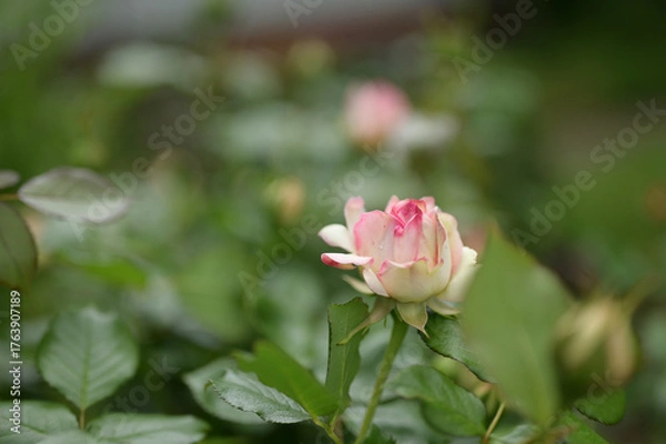 Obraz pink rose