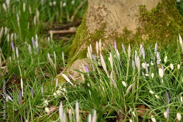 Obraz snowdrops in the grass