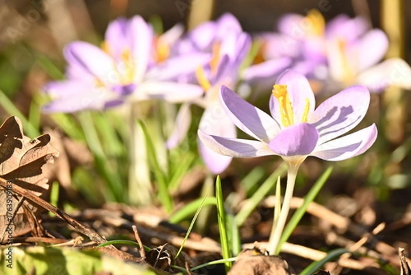 Obraz spring crocus flowers