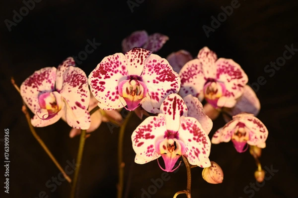 Obraz pink orchid flower