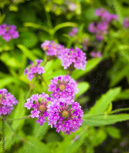 Fototapeta Verbena Rigida