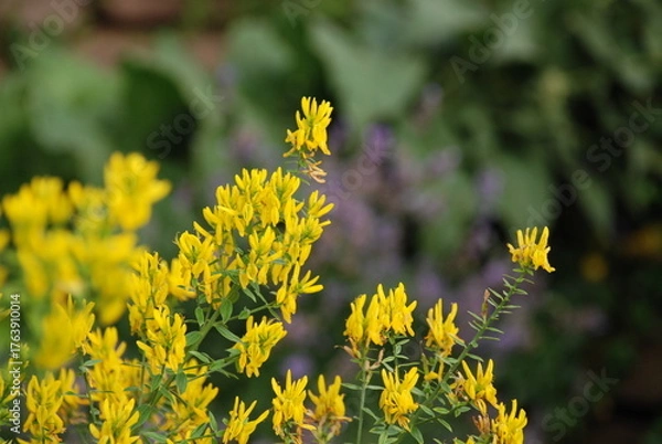 Obraz yellow flowers in spring