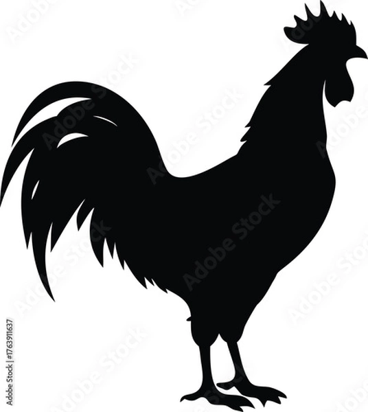 Obraz rooster isolated on white background