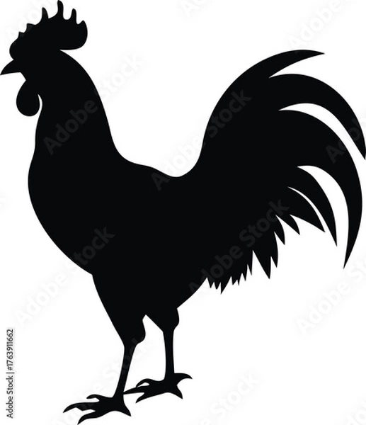 Obraz rooster isolated on white background