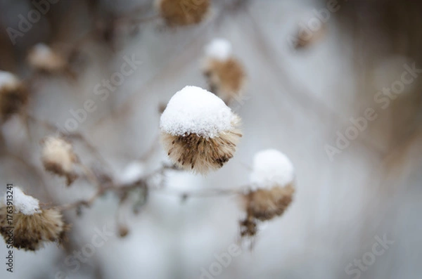Obraz snow covered branches