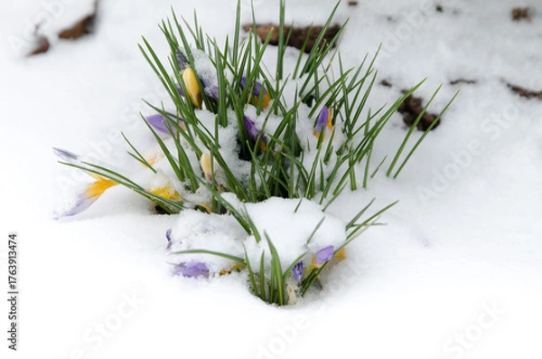 Obraz spring crocus flowers in snow
