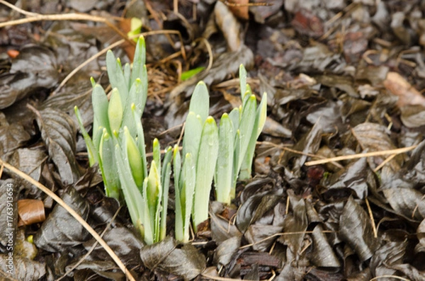 Obraz spring flowers before