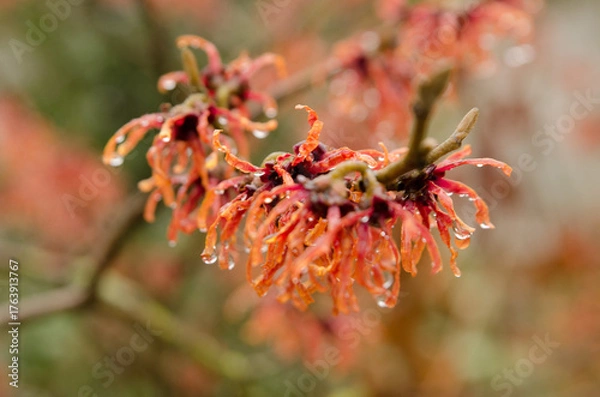 Obraz red and yellow flower