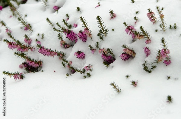 Obraz Heath in the snow