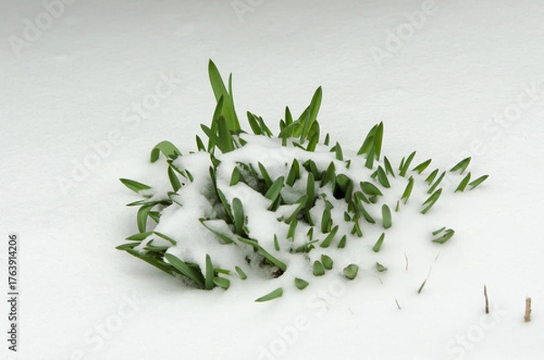 Obraz green grass with snow