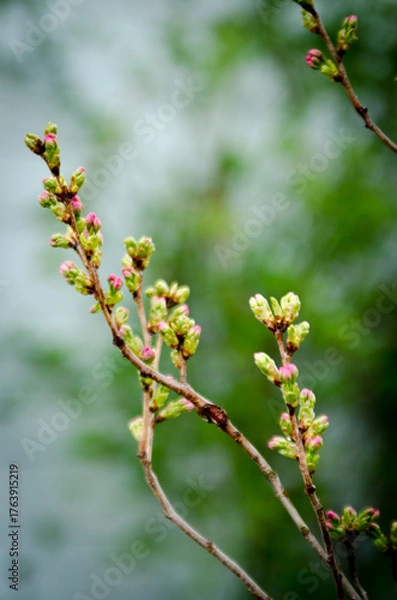 Obraz cherry tree blossom