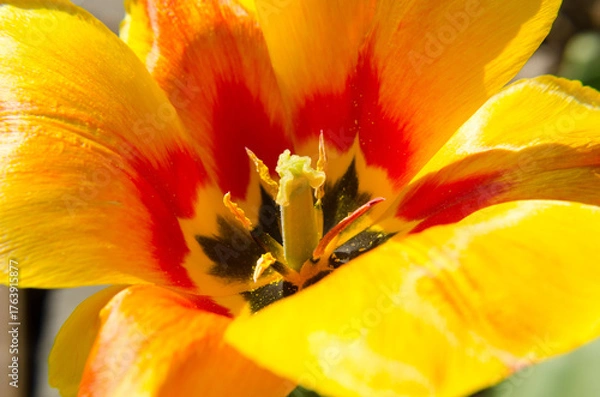 Obraz yellow tulip closeup