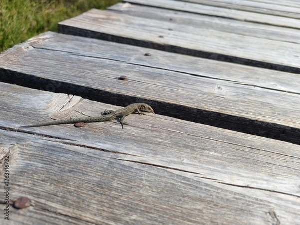 Obraz lizard on wood