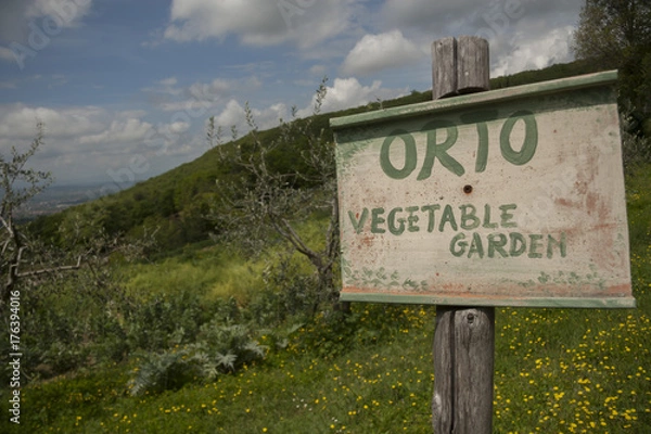 Fototapeta il vitigno
