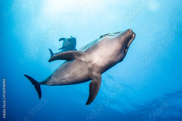 Fototapeta Bottlenose dolphin, French Polynesia, Pacific