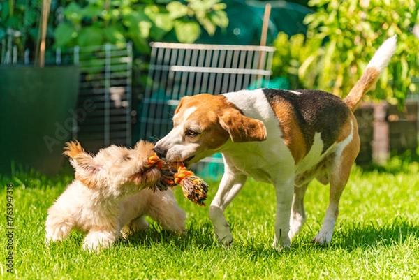 Fototapeta Energetic Tug-of-War Between Beagle and Maltipoo Puppy
