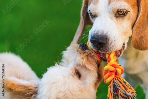 Fototapeta Beagle and Maltipoo Puppy Tug-of-War Face-to-Face