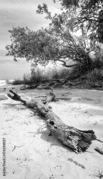 Obraz tree on the beach