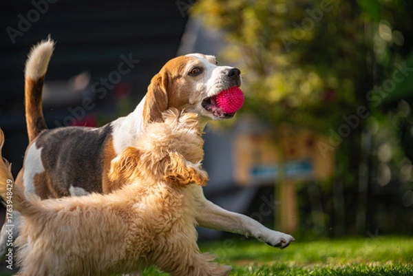 Fototapeta Beagle and Maltipoo Puppy Playing with Pink Ball
