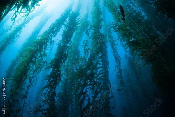 Obraz Kelp Forest na Wyspach Normandzkich w Kalifornii