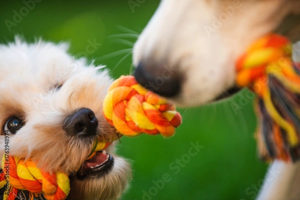 Fototapeta Close-Up Tug-of-War with Maltipoo Puppy