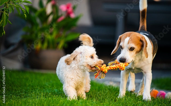 Fototapeta Maltipoo Puppy and Beagle Playing in the Backyard