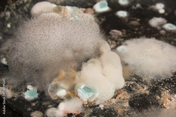 Obraz Closeup thick mold